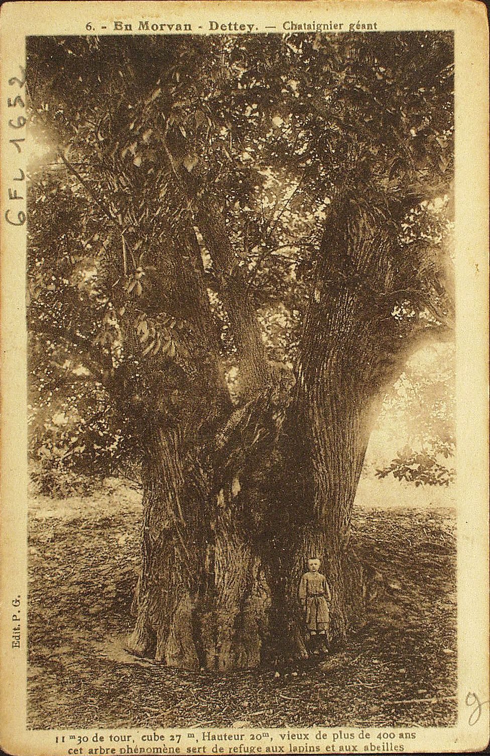 En Morvan. Dettey. Châtaignier géant. 11 m 30 de tour, cube 17 m, hauteur 20 m, vieux de plus de 400 ans, cet arbre phénomène sert de refuge aux lapins et aux abeilles.