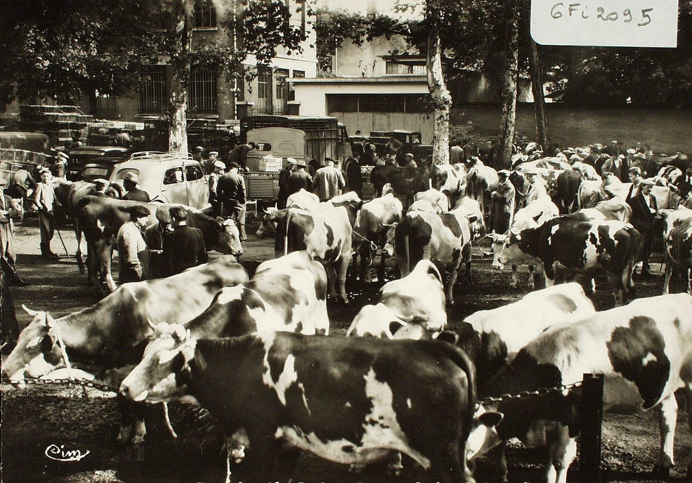 Louhans. Marché des bêtes à cornes.