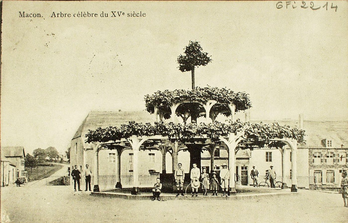 Mâcon. Arbre célèbre du XVe s.