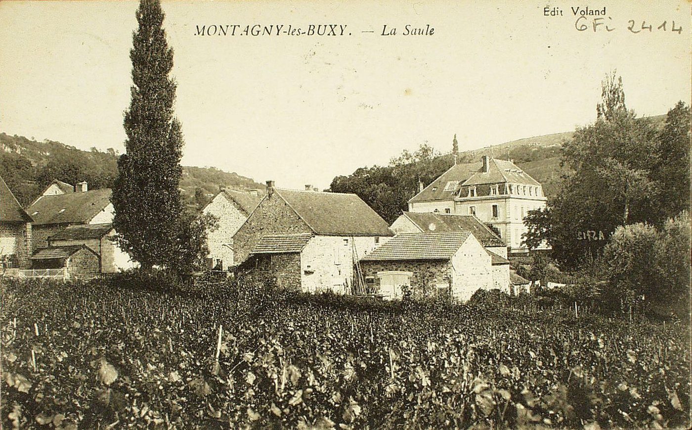 Montagny-lès-Buxy. La Saule.