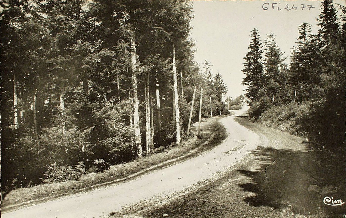 Montmelard. Route des Sapins.