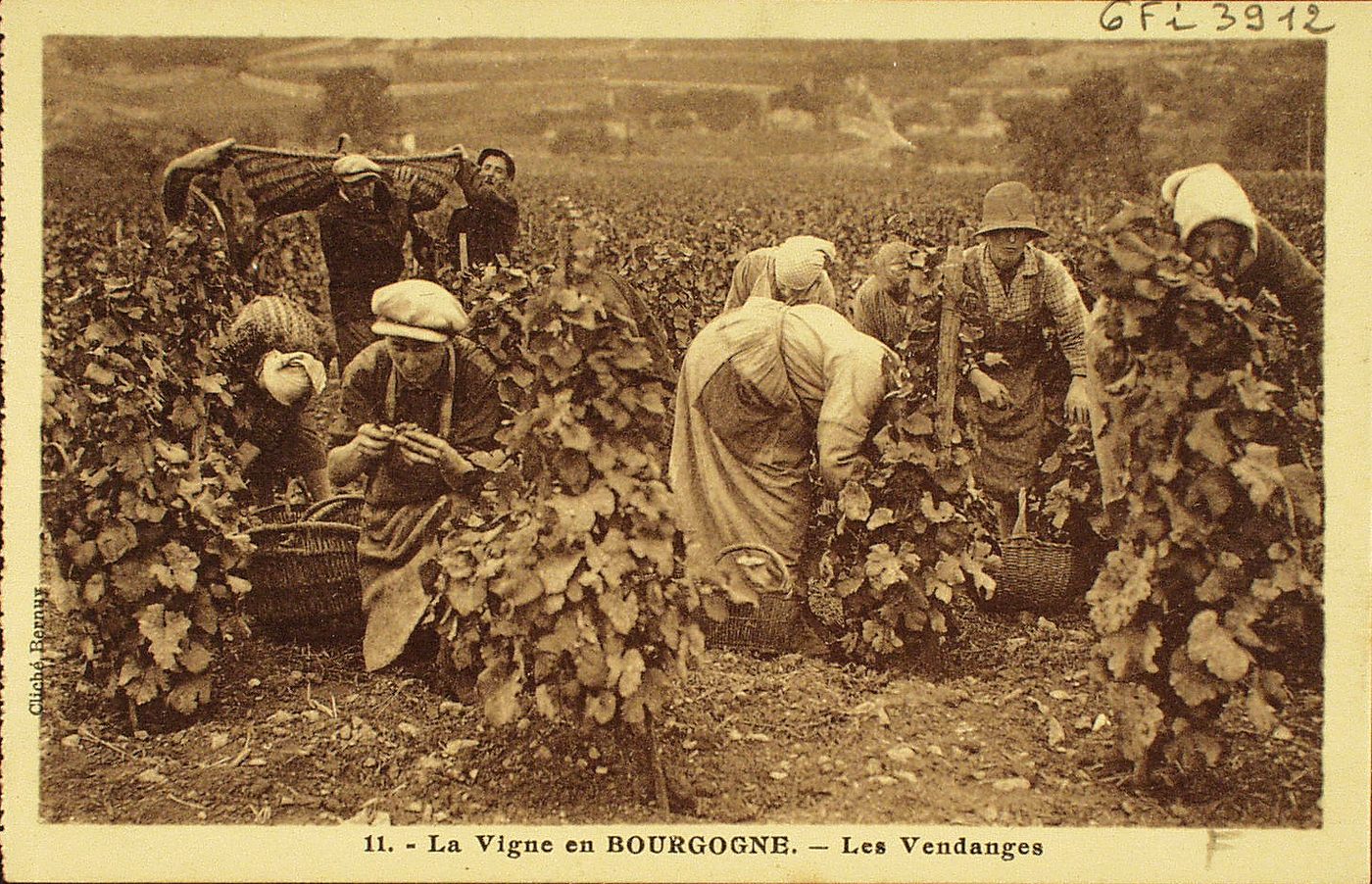 La vigne en Bourgogne. Les vendanges.