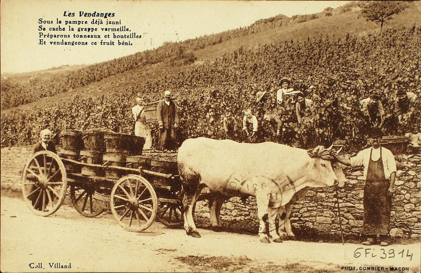 Les vendanges. "Sous le pampre déjà jauni, Se cache la grappe vermeille, Préparons tonneaux et bouteilles, Et vendangeons ce fruit béni."