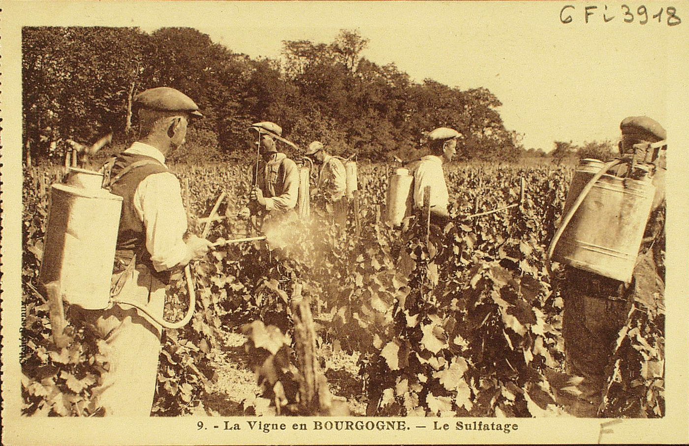 La vigne en Bourgogne. Le sulfatage.