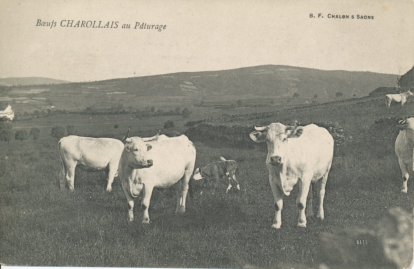 Boeufs charollais au pâturage.