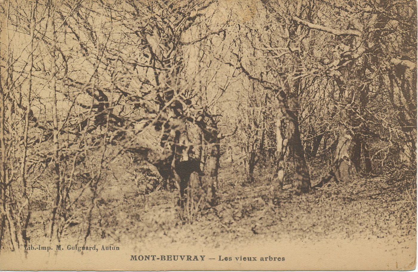 Mont-Beuvray. Les vieux arbres.
