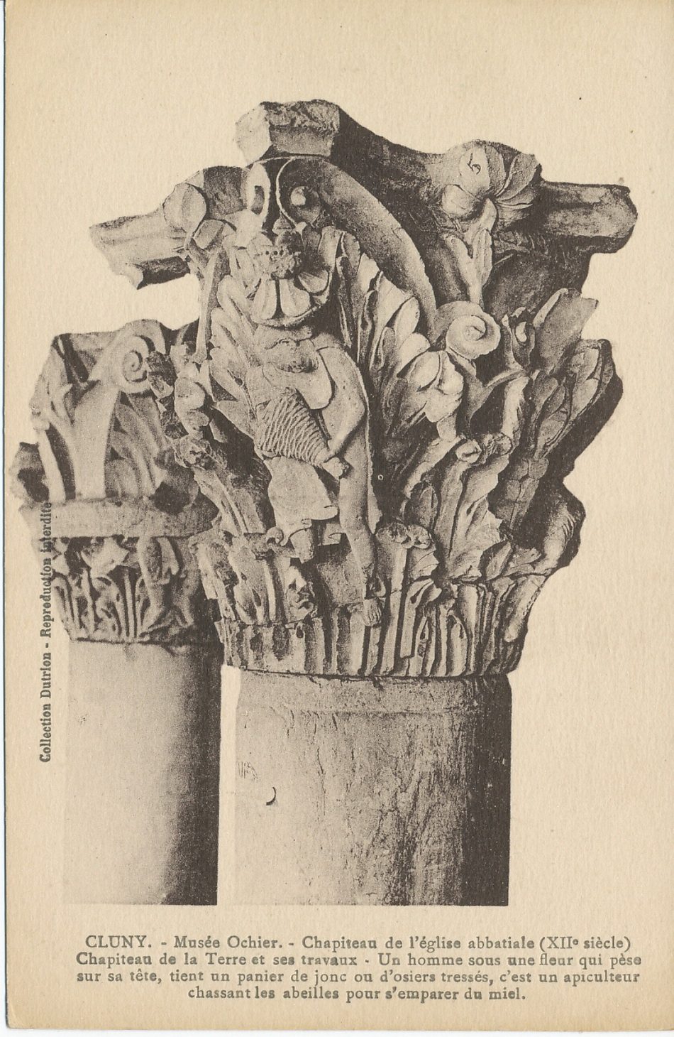 Cluny. Musée Ochier. Chapiteau de l'église abbatiale (XIIe s.). Chapiteau de la terre et ses travaux. Un homme sous une fleur qui pèse sur sa tête, tient un panier de jonc ou d'osiers tressés, c'est un apiculteur chassant les abeilles pour s'emparer du miel.