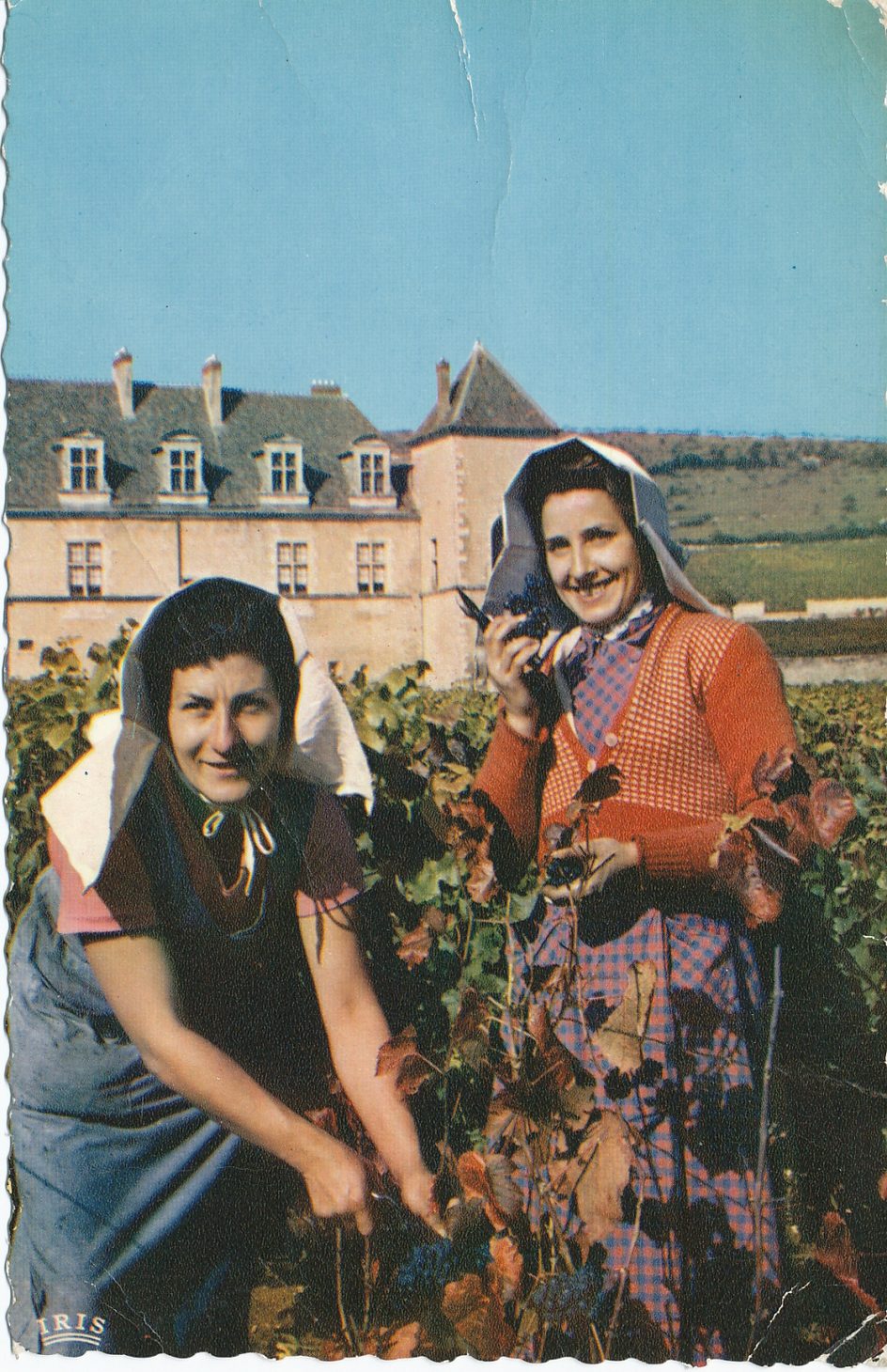 Vendanges en Bourgogne.