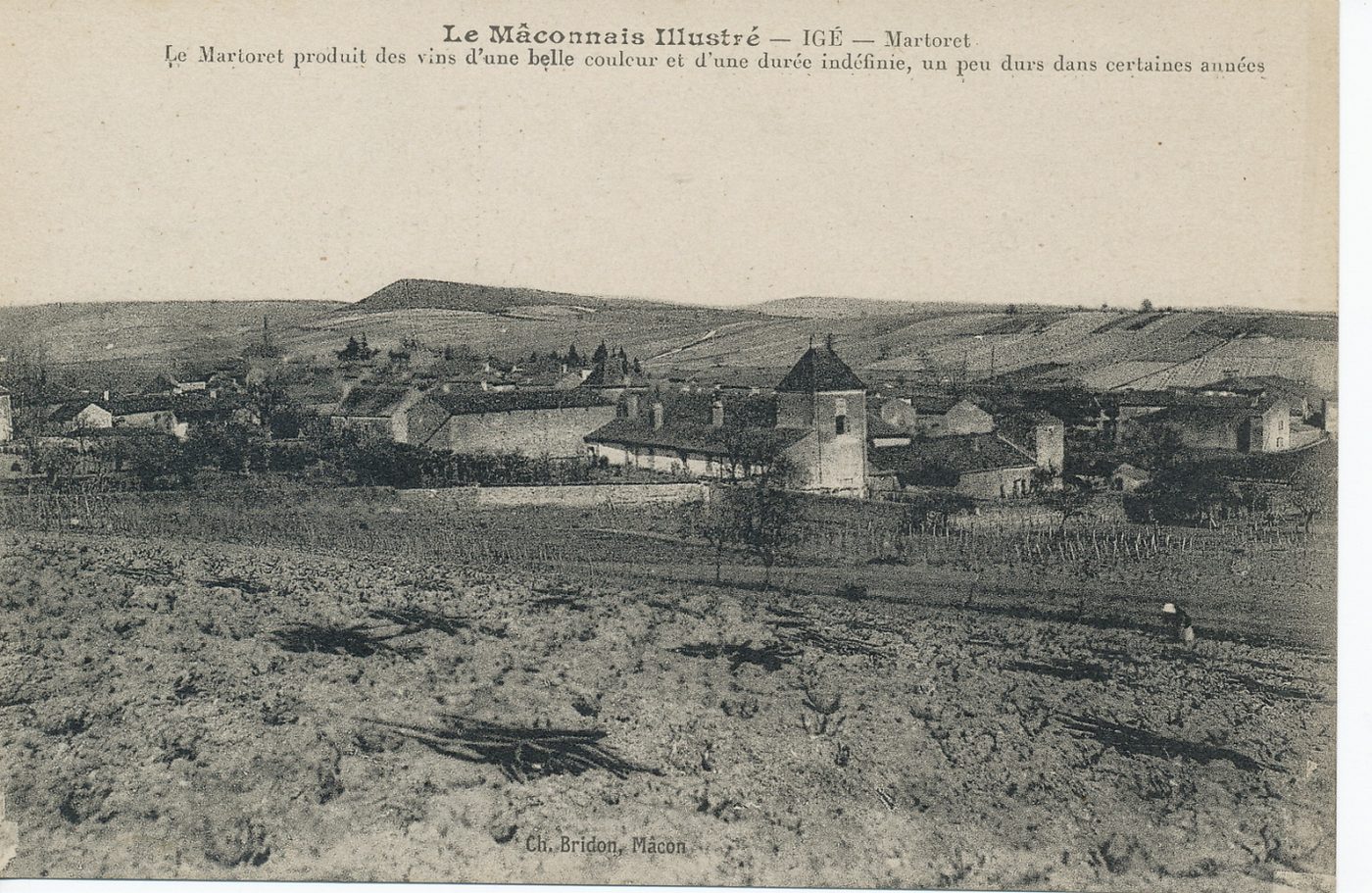 Le Mâconnais illustré. Igé. Martoret. Le martoret produit des vins d'une belle couleur et d'une durée indéfinie, un peu dure dans certaines années.