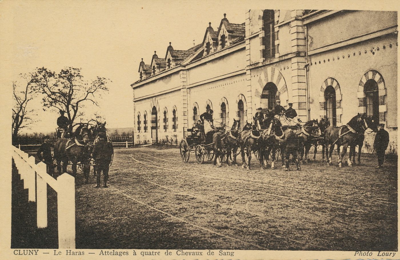 Cluny. Le haras. Attelages à quatre de chevaux de sang.