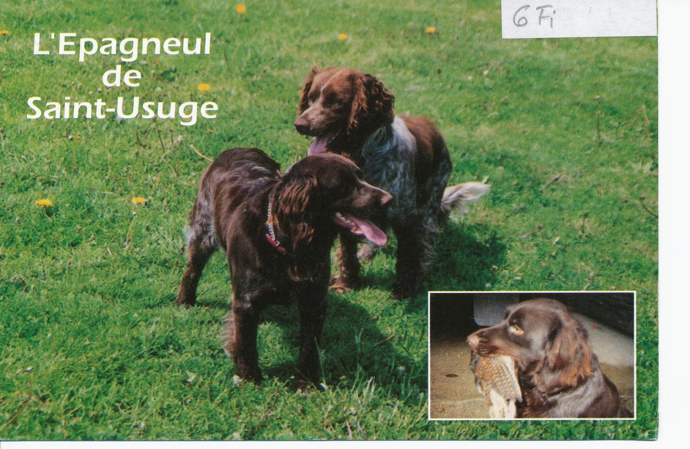 L'épagneul de Saint-Usuge. Originaire de la Bresse, cet épagneul de petite taille, robuste et élégant, est un agréable compagnon et un excellent chasseur particulièrement bien adapté à la chasse au bois et au marais.