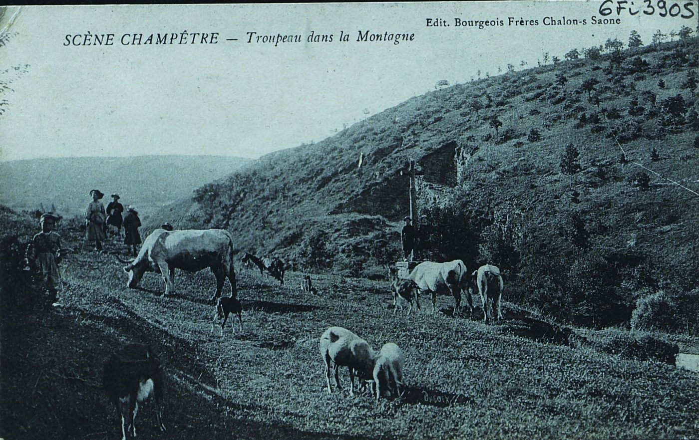 Scène champêtre. Troupeau dans la montagne.