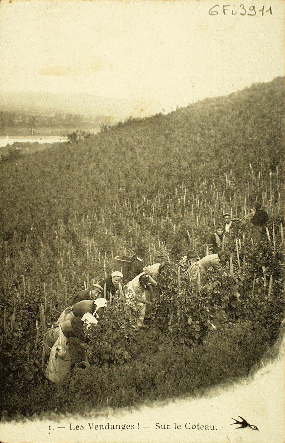 Les vendanges. Sur le coteau.
