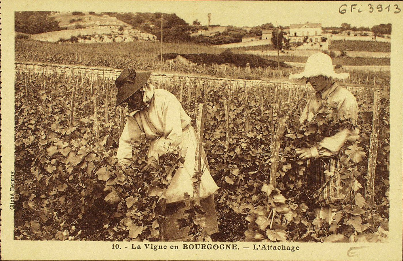 La vigne en Charollais. L'attachage.