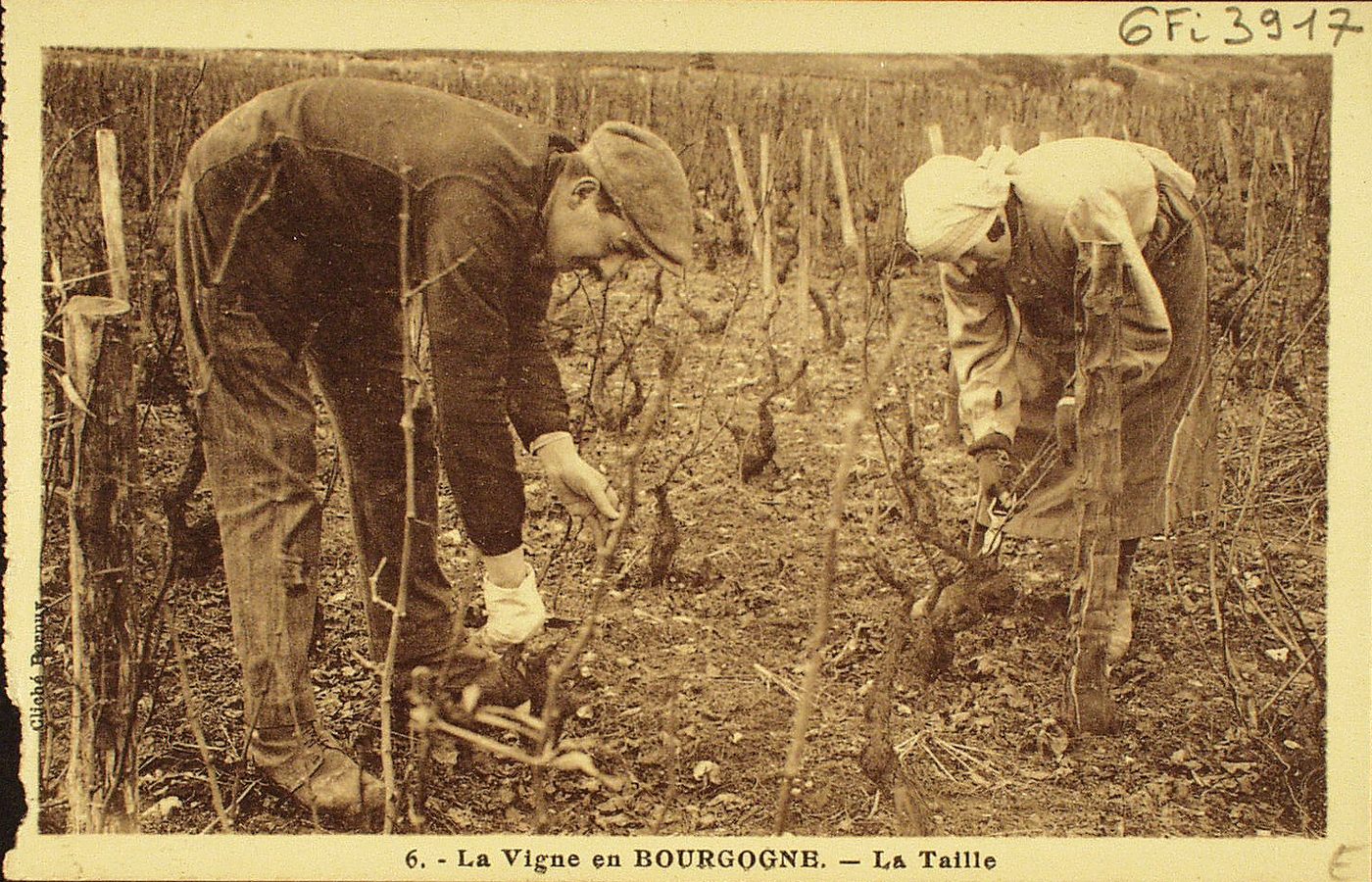 La vigne en Bourgogne. La taille.