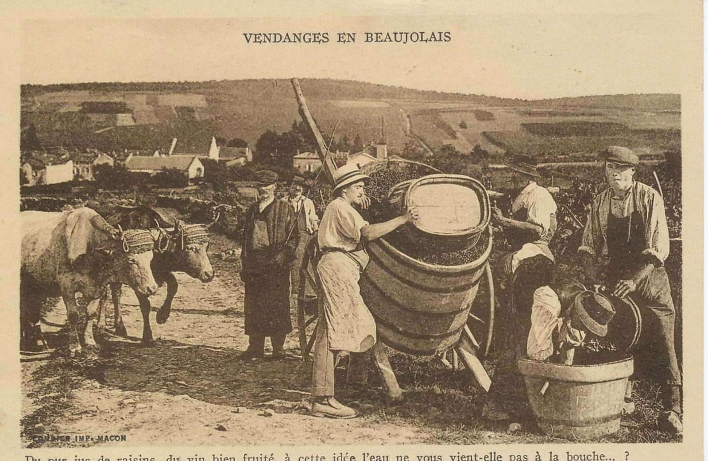 Vendanges en Beaujolais. Du pur jus de raisins, du vin bien fruité, à cette idée l'eau ne vous vient-elle pas à la bouche ?