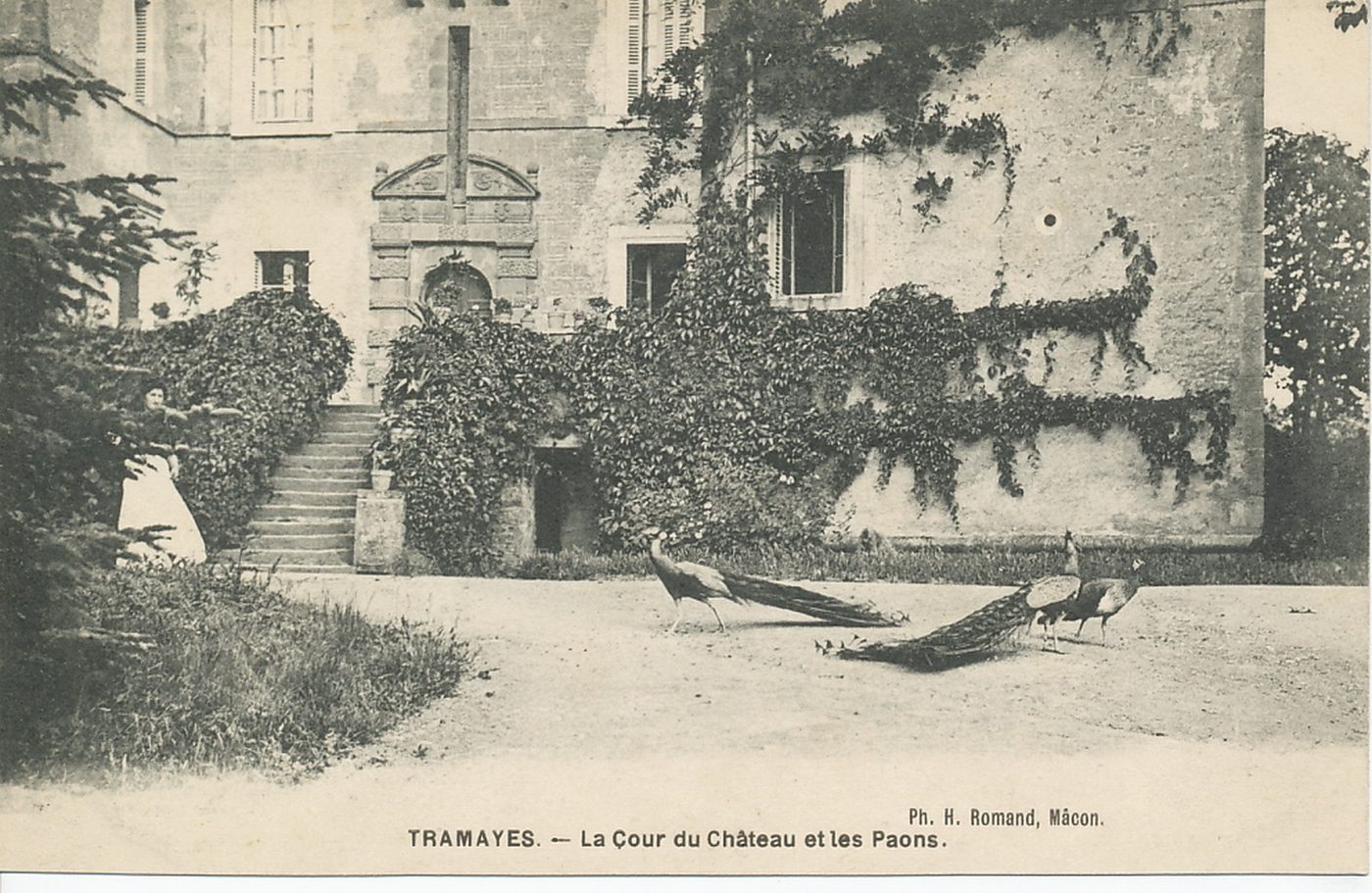 Tramayes. La cour du château et les paons.
