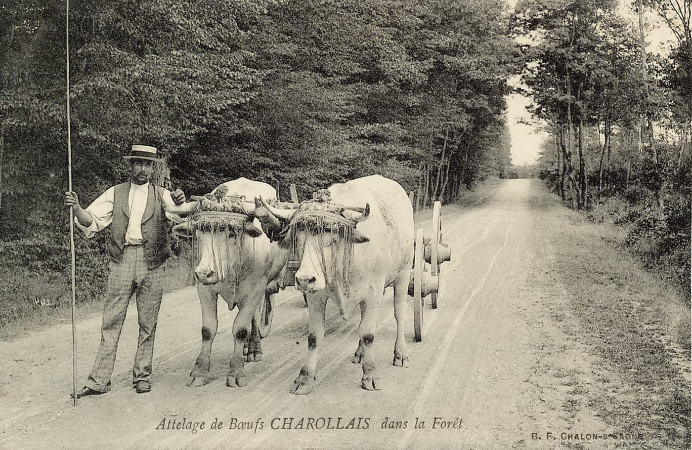 Attelage de boeufs charollais dans la forêt.