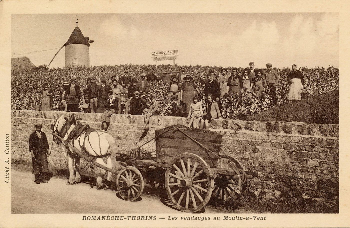 Romanèche-Thorins. Les vendanges au Moulin-à-Vent.