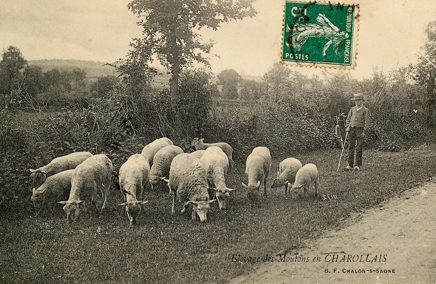 Elevage de moutons en Charollais.