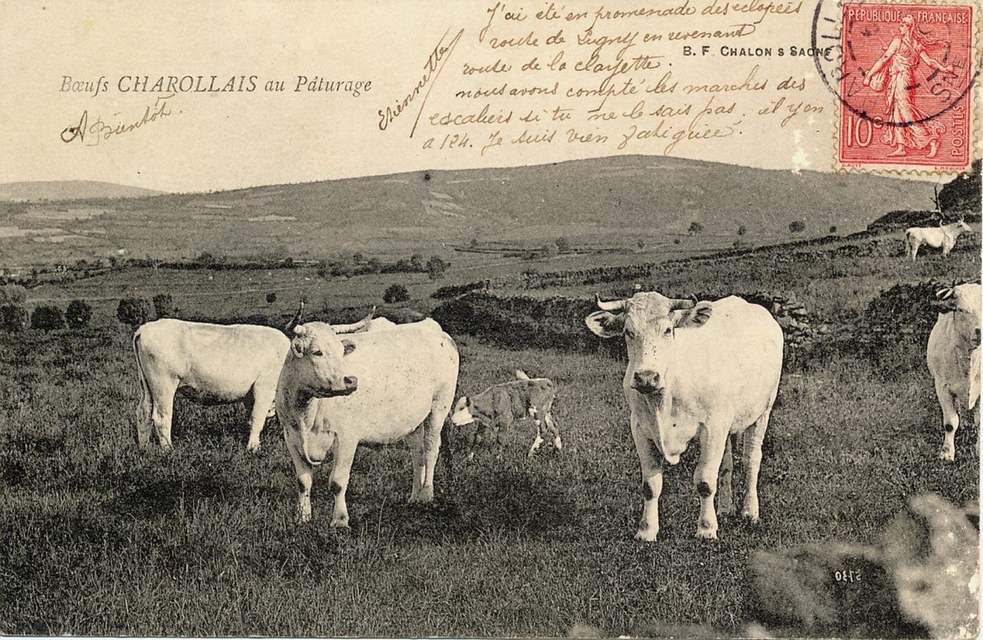 Boeufs charollais au pâturage.