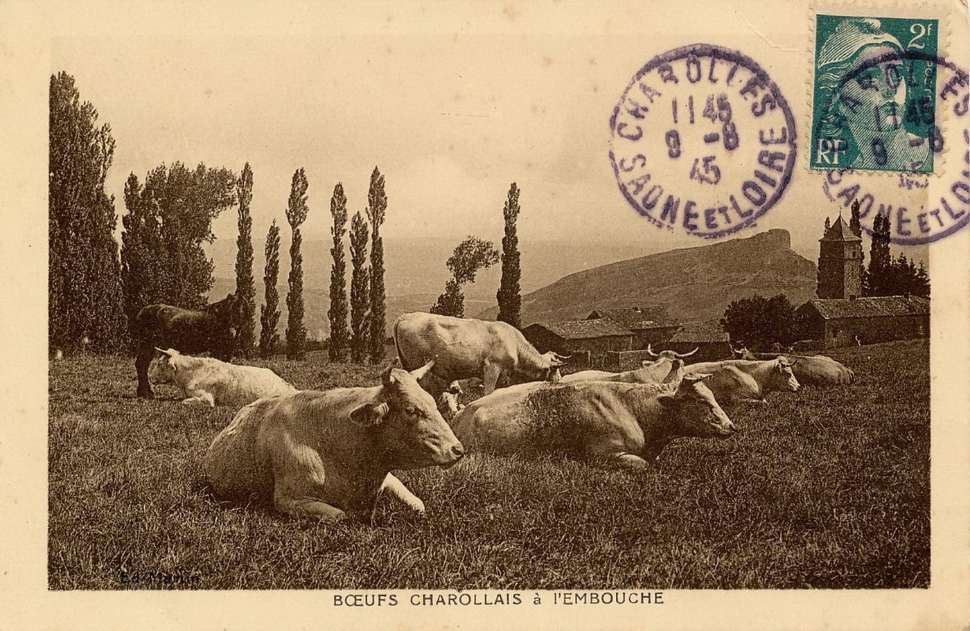 Boeufs charollais à l'embouche.