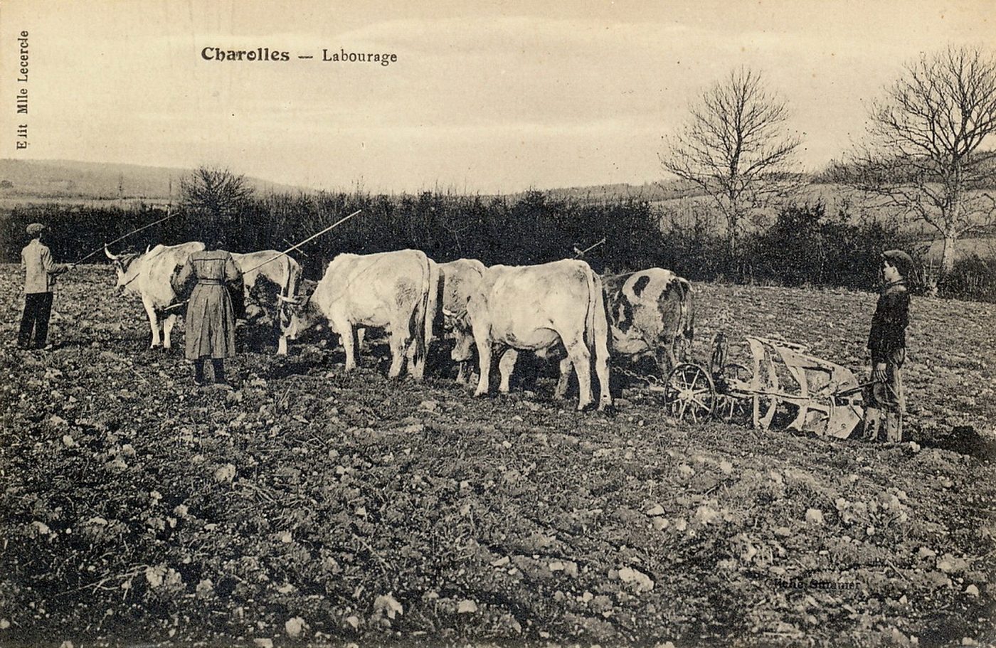 Charolles. Labourage.