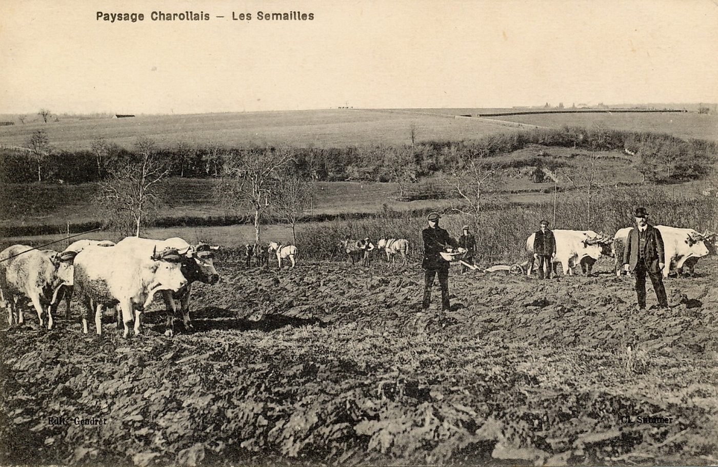 Paysage charollais. Les semailles.