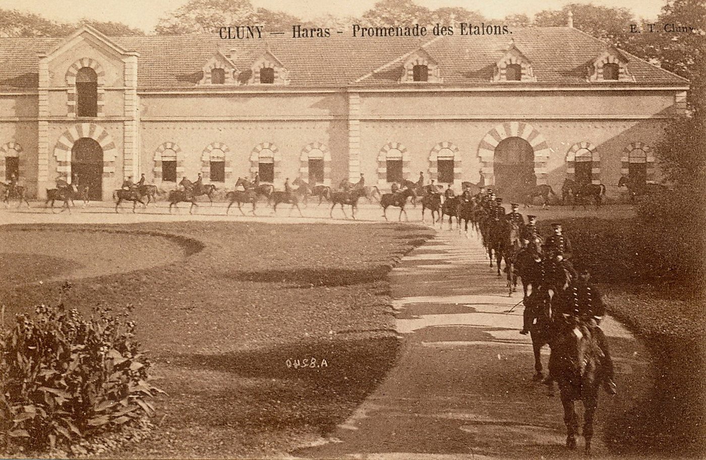Cluny. Haras. Promenade des étalons.