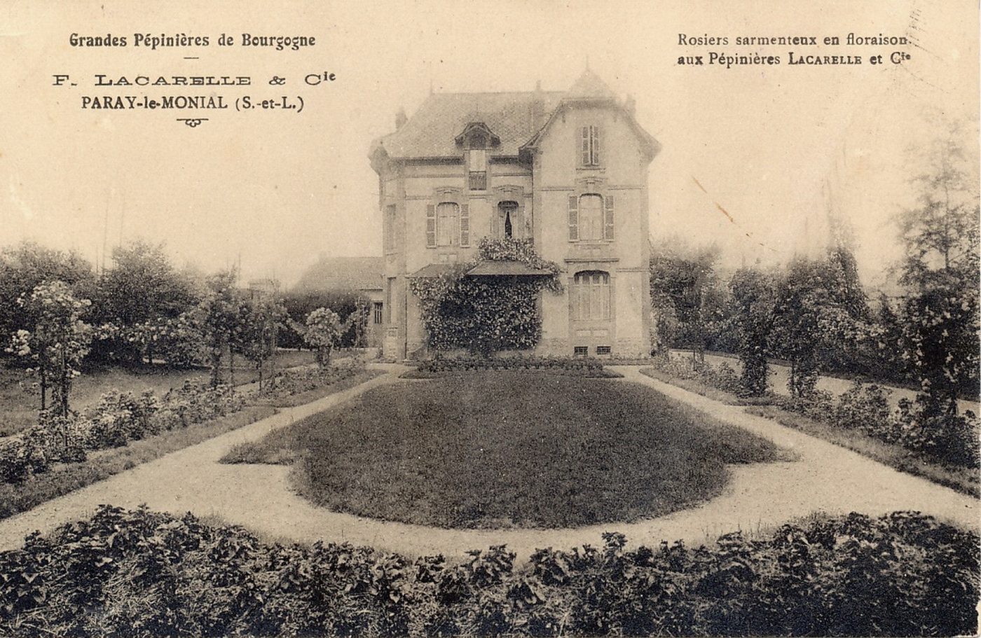 Paray-le-Monial. Grandes pépinières de Bourgogne. Rosiers sarmenteux en floraison aux pépinières Lacarelle et Cie.