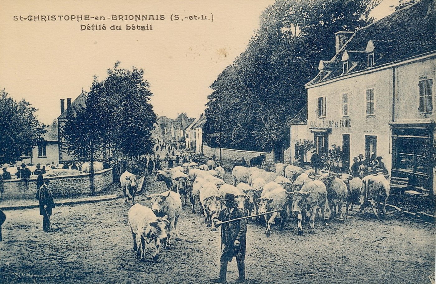 Saint-Christophe-en-Brionnais. Défilé du bétail.