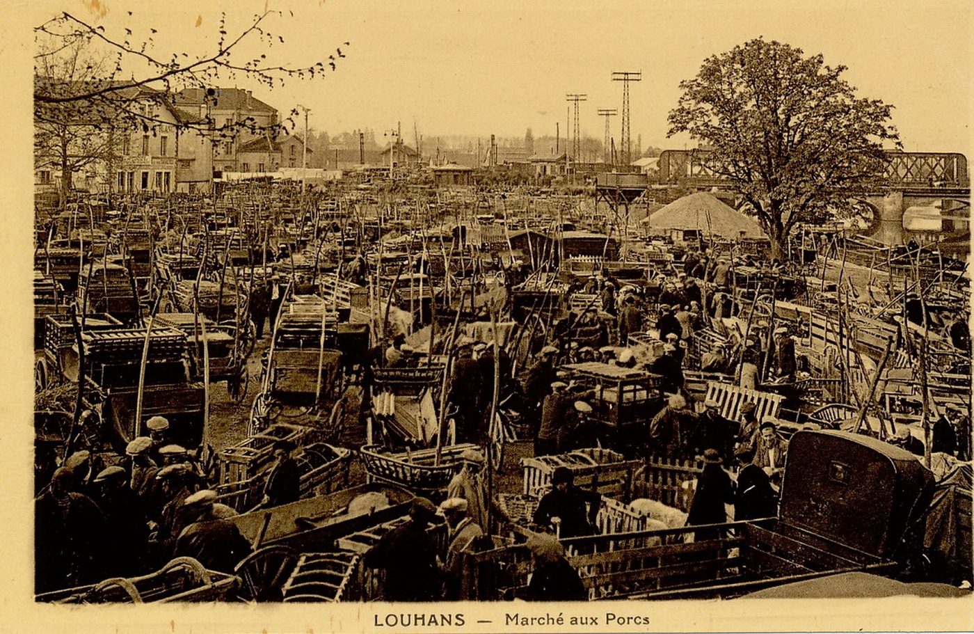 Louhans. Marché aux porcs.