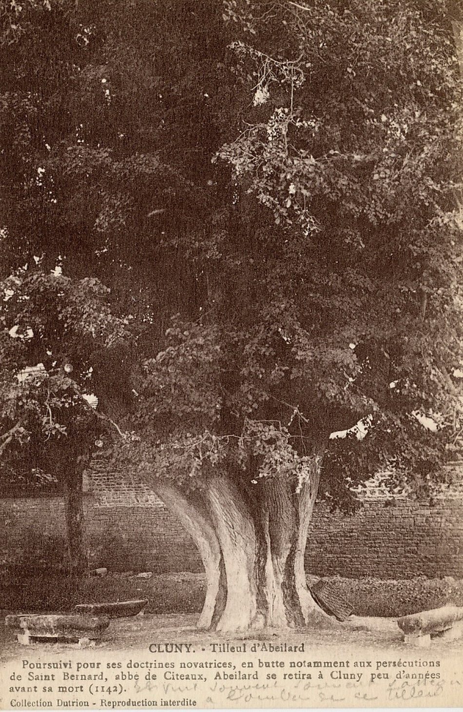 Cluny. Tilleul d'Abélard.
