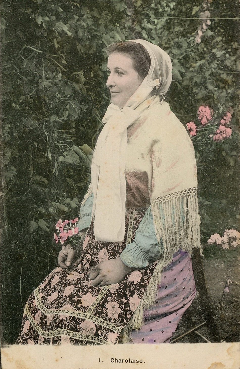 Charolaise.
