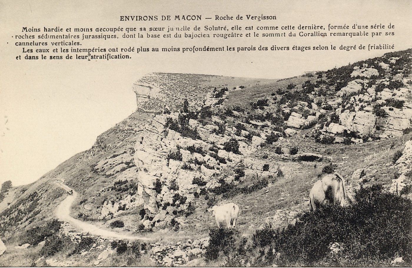 Roche de Vergisson. Moins hardie et moins découpés que sa soeur jumelle de Solutré, elle est comme cette dernière formée d'une série de roches sédimentaires jurassiques dont la base est du bajocien rougeâtre et le sommet du corallien remarquable par ses cannelures verticales. Les eaux et les intempéries ont rodé plus ou moins profondément les parois des divers étages selon le degré de friabilité et dans le sens de leur stratification.