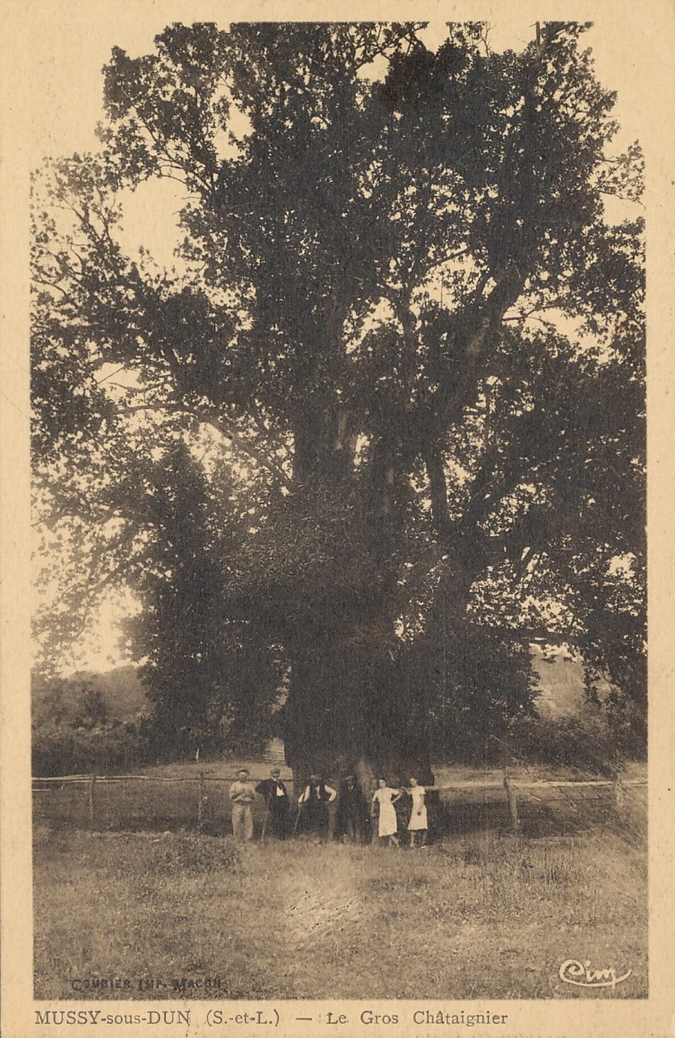 Mussy-sous-Dun.- Le gros châtaignier.