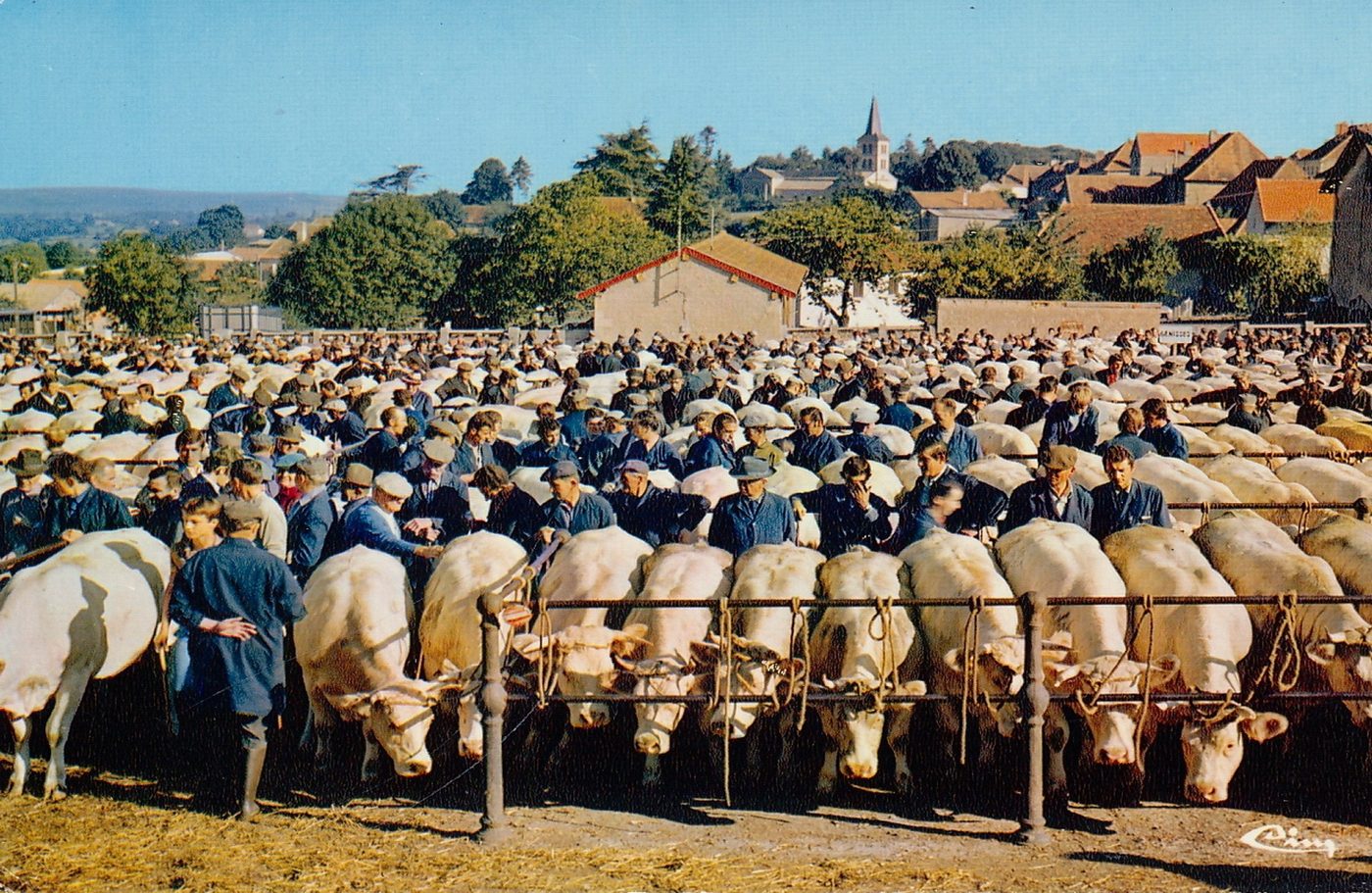 Saint-Christophe-en-Brionnais. La célèbre foire aux bestiaux.