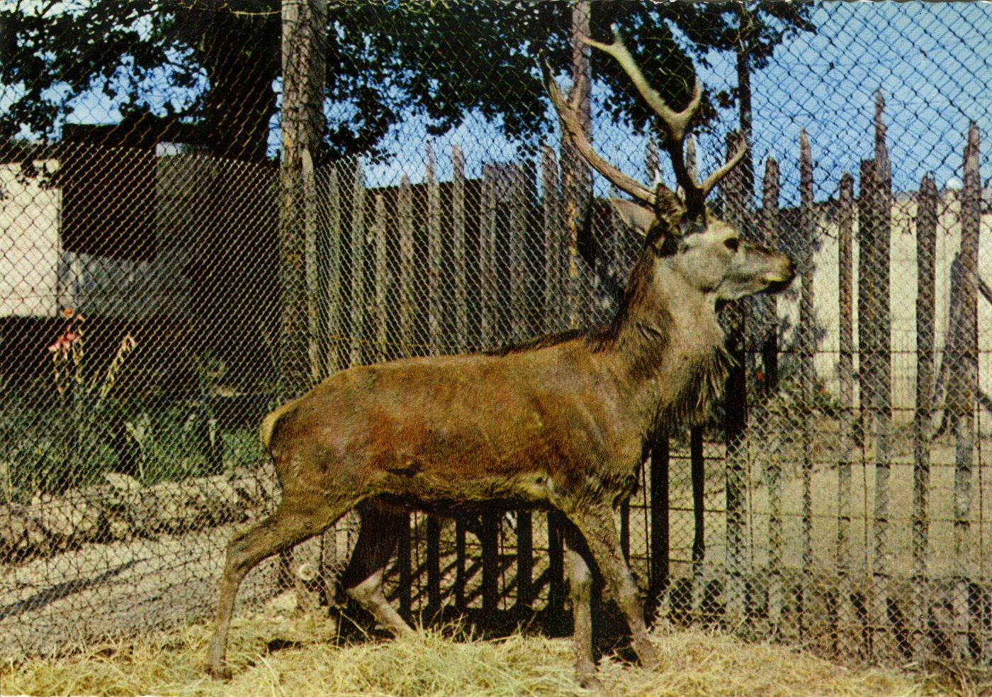 Sigy-le-Châtel. Route nationale, Jardin zoologique du gué Gallet. Cerf (Europe).