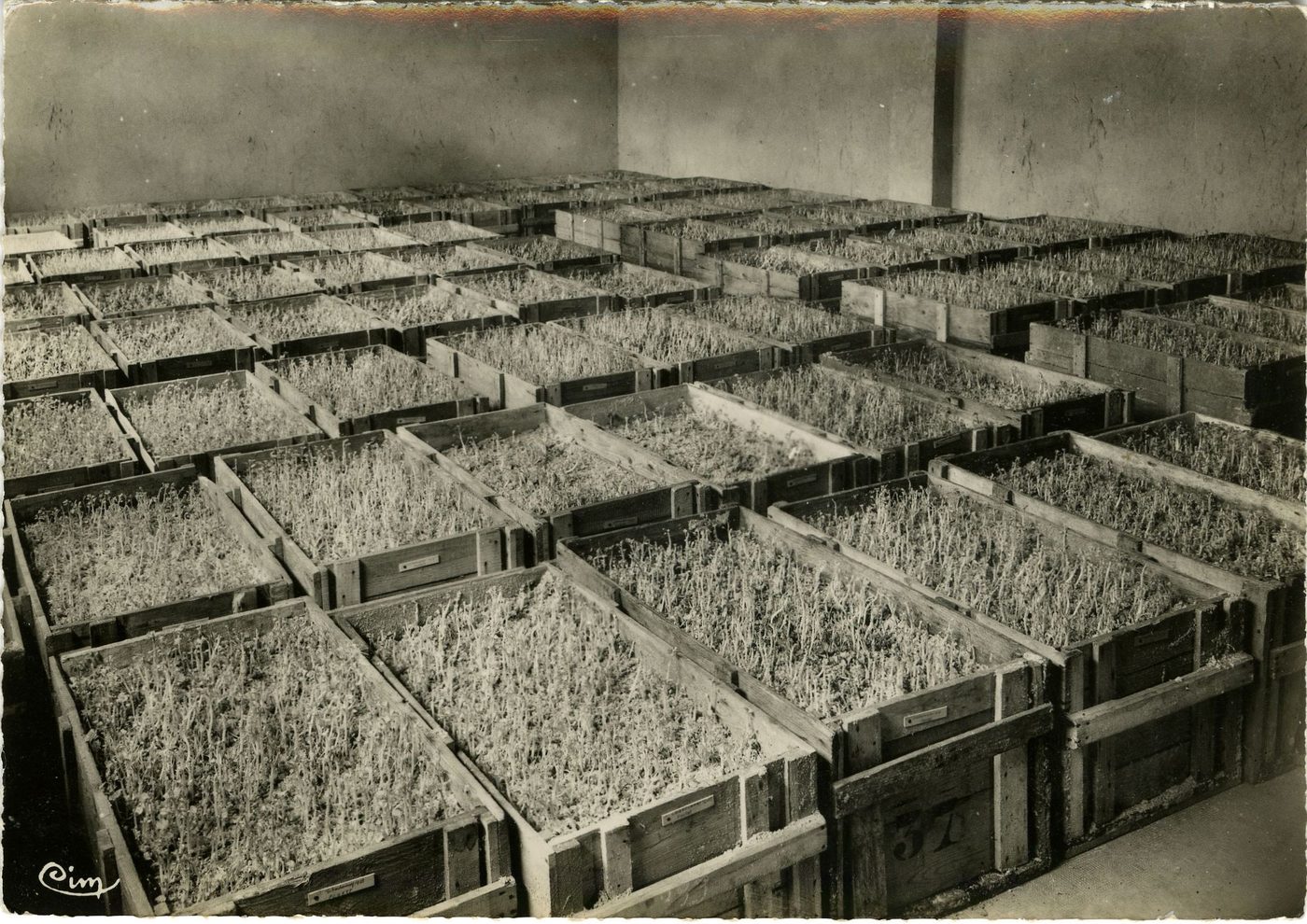 Pépinières Letourneau à Burgy. A la sortie de la stratification d'une de nos chambres chaudes en attendant la mise en pépinières. Plants Champenois exclusivement.