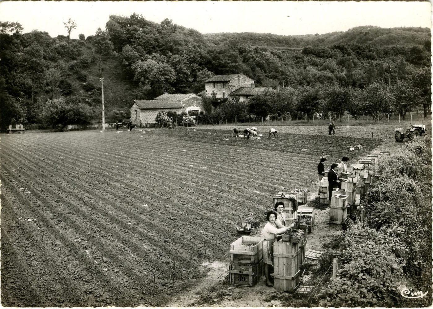 Pépinières Letourneau. Burgy. Opération de décaissage et plantation. de Meunier 41 B. Mai 1961.