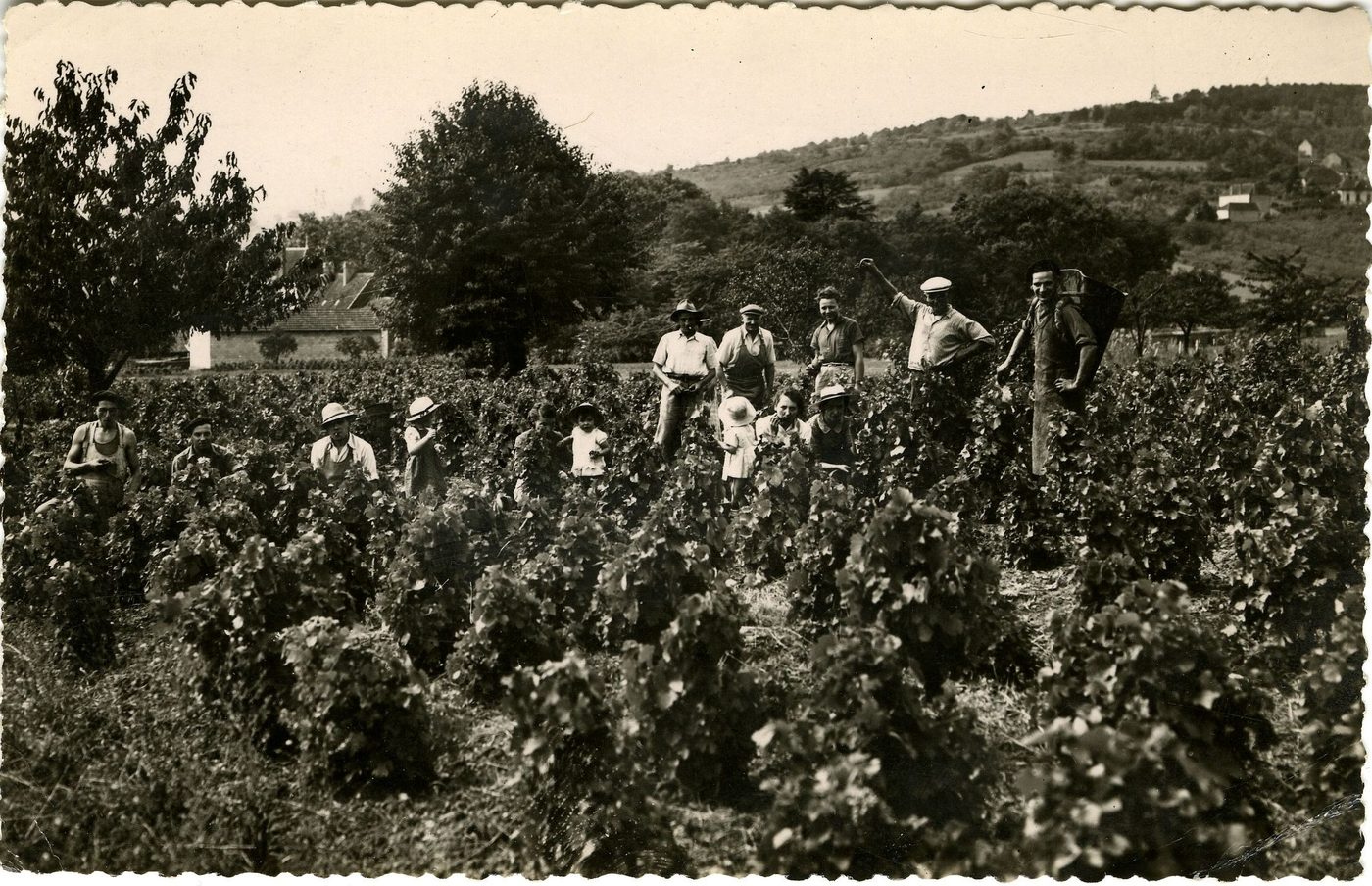 Buxy. Scène de vendanges.