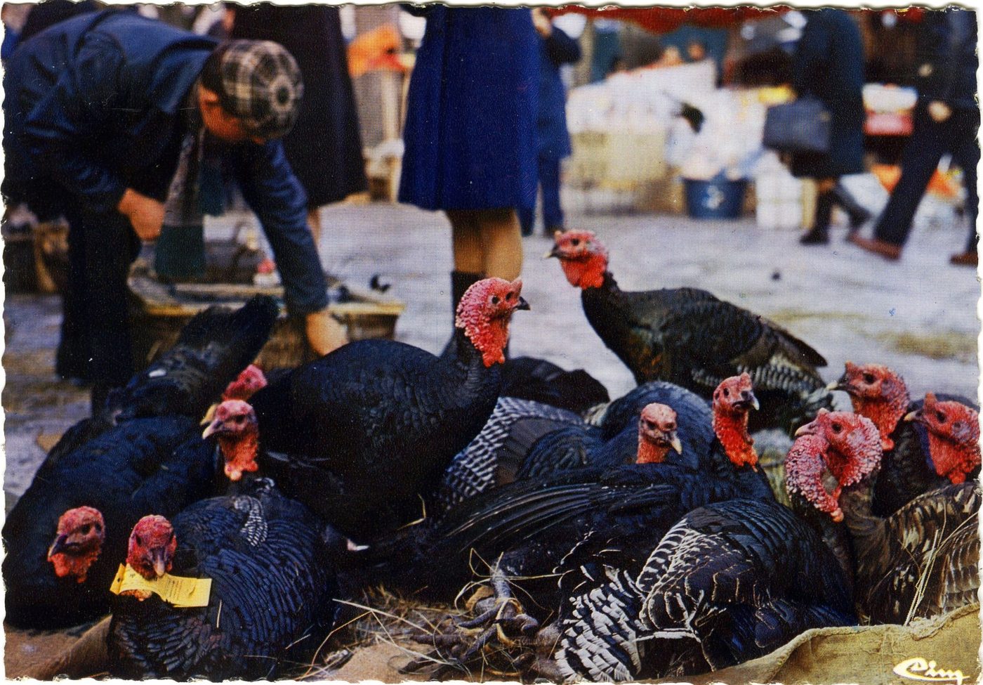 Marcigny. Marché aux dindes.