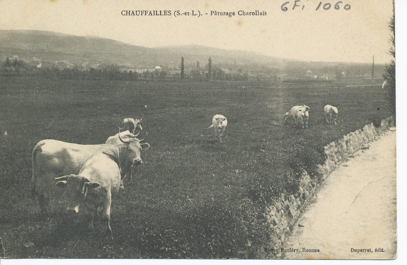 Chauffailles. Pâturage charollais.