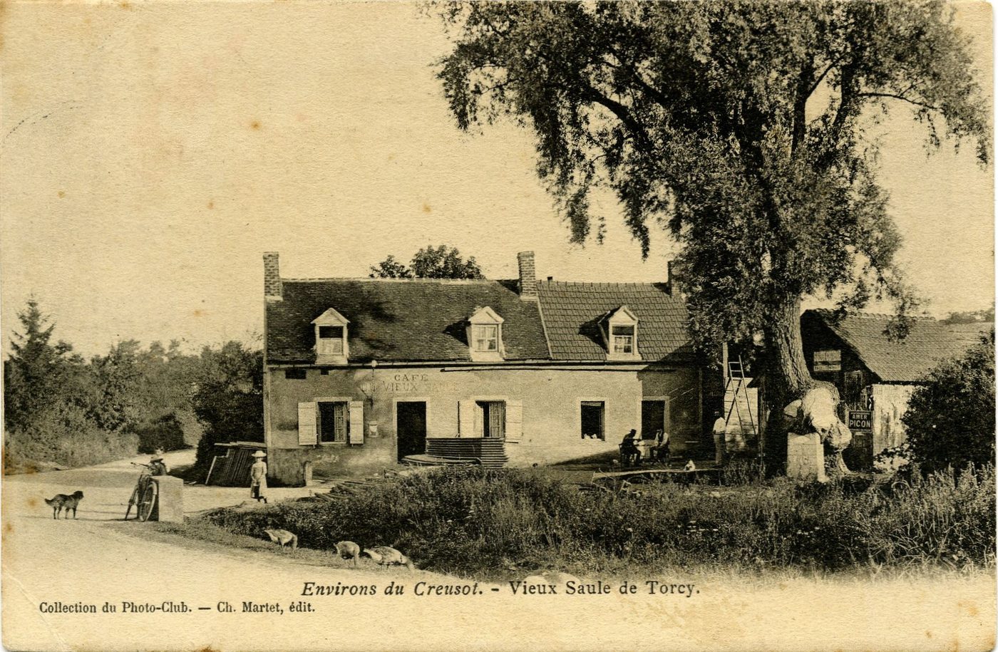 Environs du Creusot Vieux saule de Torcy.