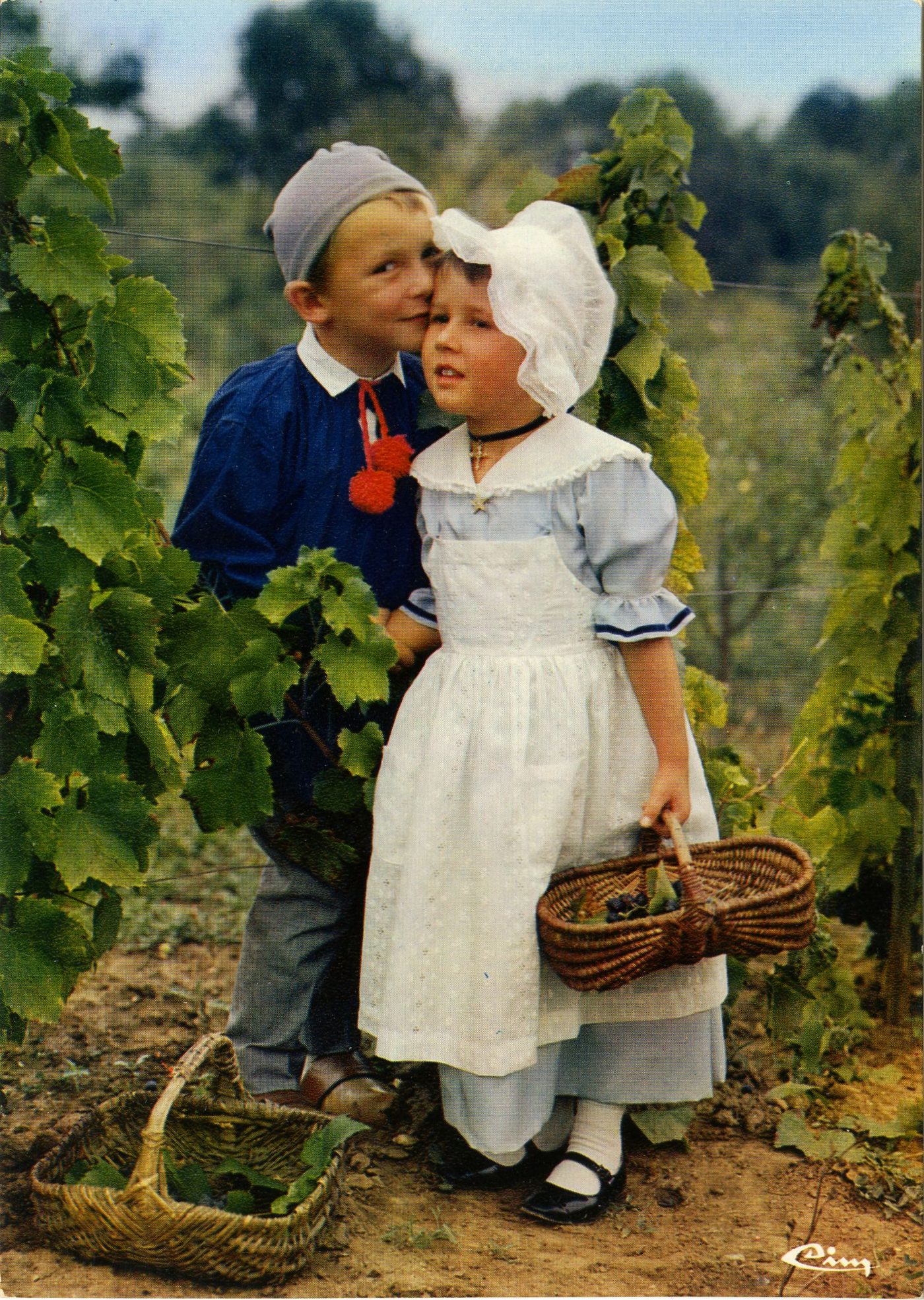 Tournus. En Bourgogne, "ils sont dans les vignes les moineaux et ils en profitent".